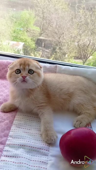 Гарнюсіньке кошеня. Золота шиншила
