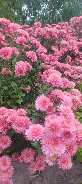 Хризантеми продам