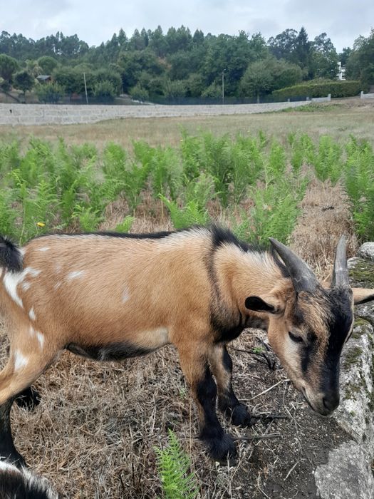 Cabrito anao macho por fêmea