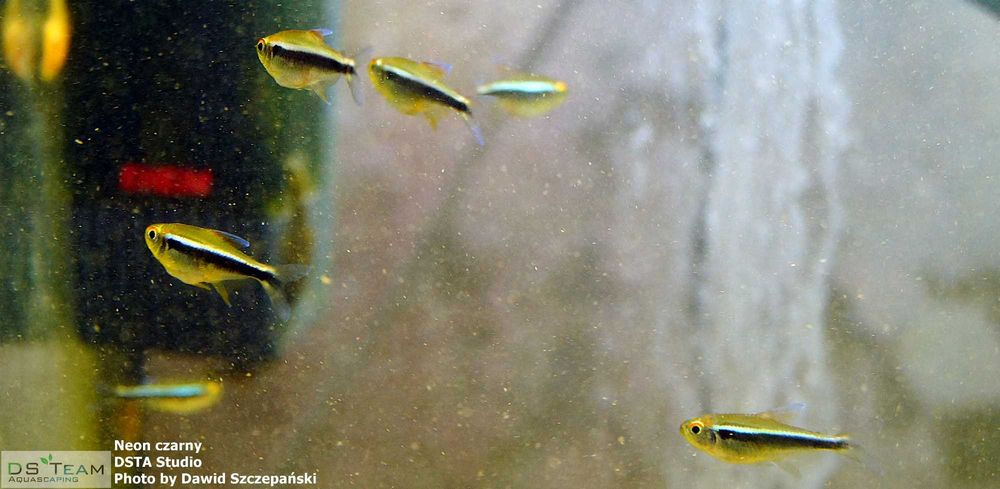 Neon czarny 3 cm