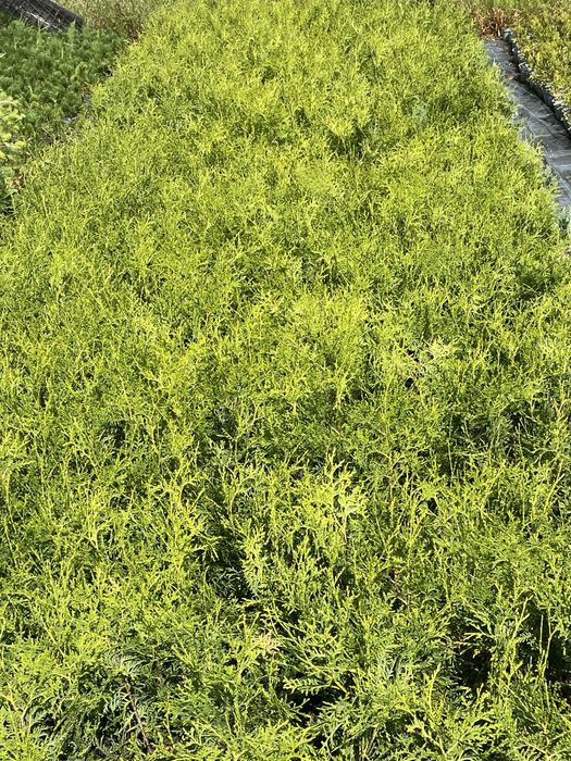 Th. Brabant 55-65cmDoniczka P10