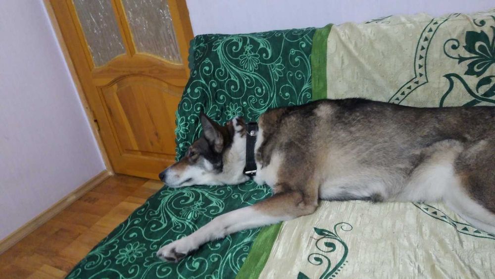 Шукаємо лайку. Поліський район,  межа з Житомирською обл.