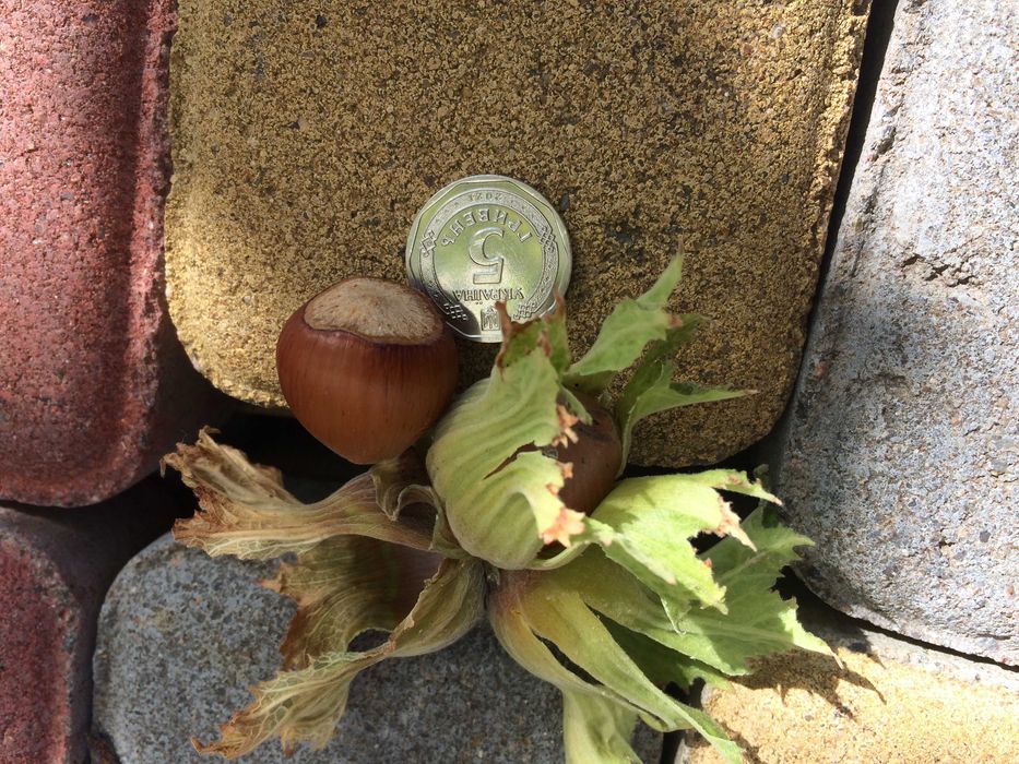 Саджанці фундука Саженцы фундука