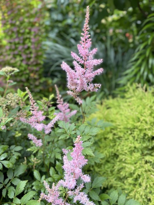 Гейхера хоста рослини для напівтіні та сонця