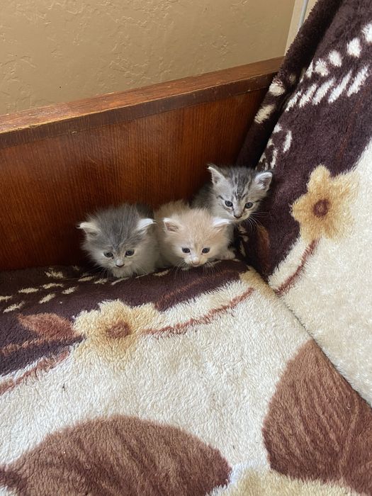 Віддам кошенят в добрі руки