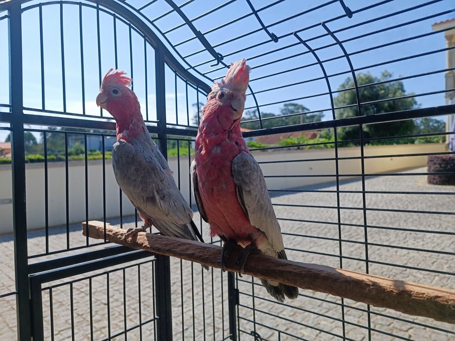 Catatuas   Galah