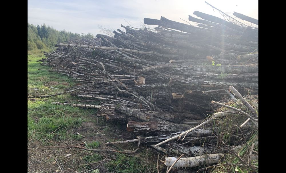 Wycinka drzew/zarośli