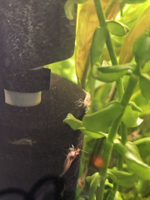 Sprzedam krewetki Neocaridina (kundelki)