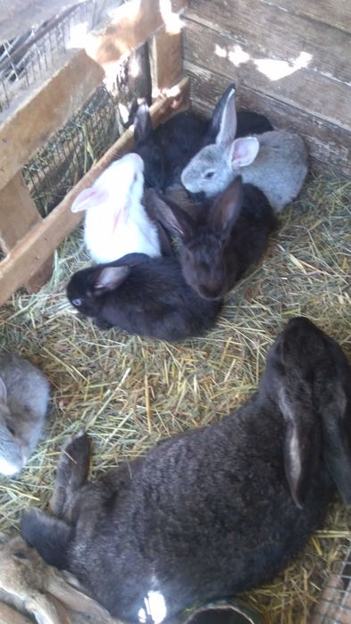 Крольчата смешанных пород