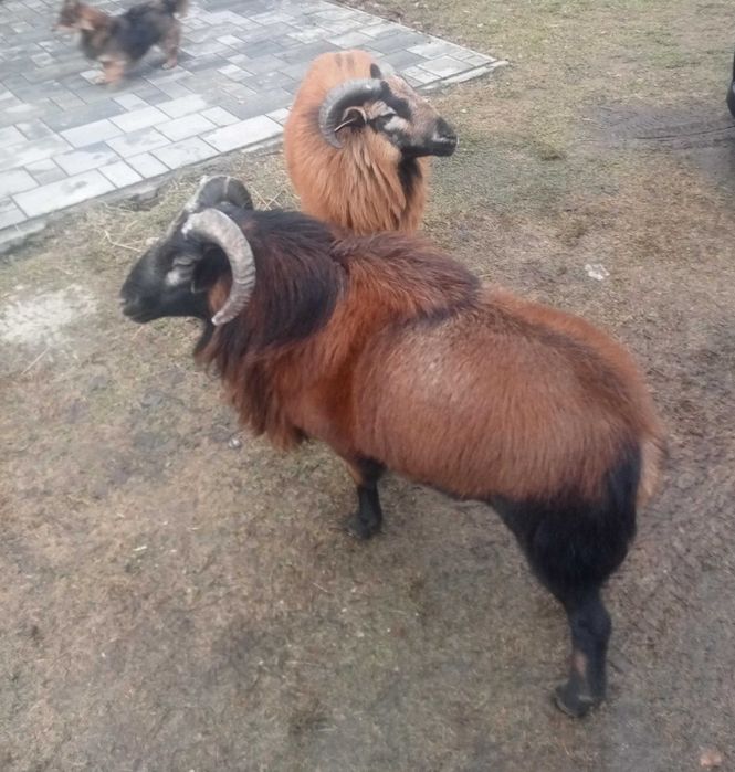 Sprzedam owce kamarunskie  roczne