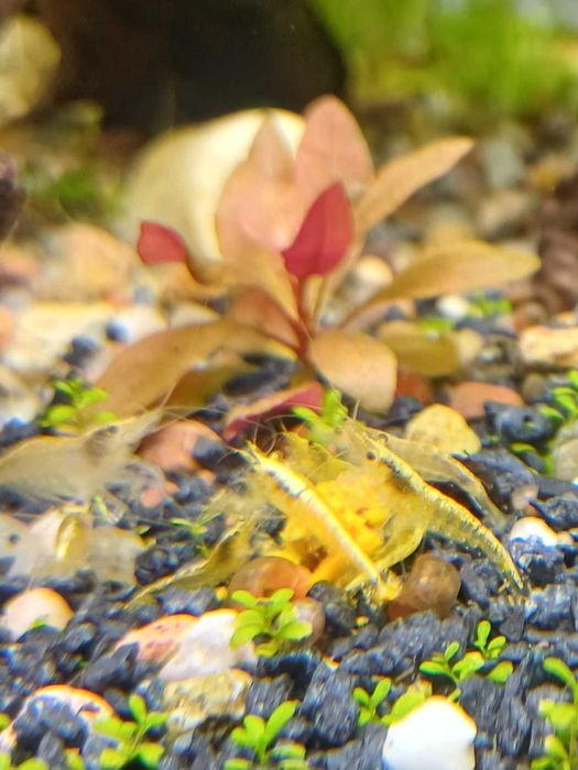 Krewetki neocaridina