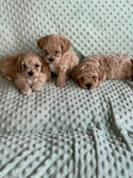 Мальтіпу F1 та F2