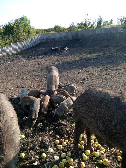 Продаються кабанчики, льошки. Мангалиця