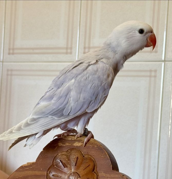 Ring neck , violeta turqueza, violeta palido 2025