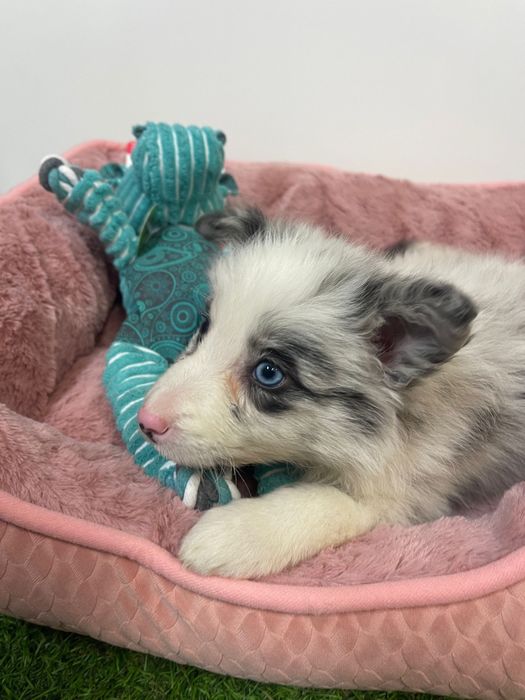 Border collie Femea Blue merle