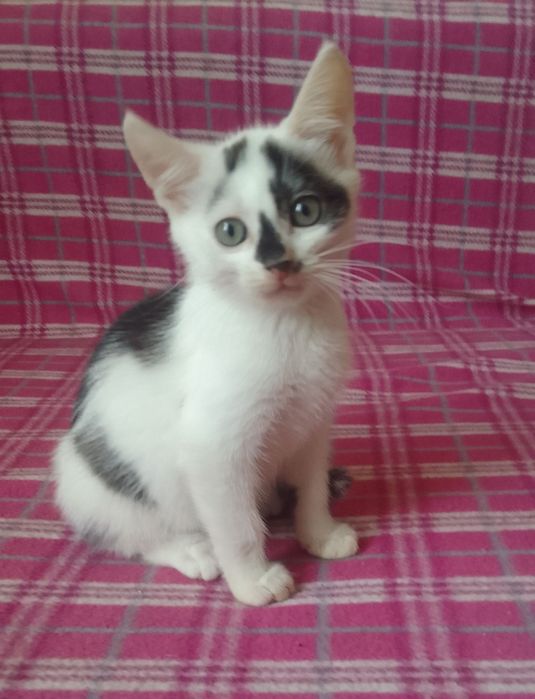 Кому красиву дівчинку?4 міс.