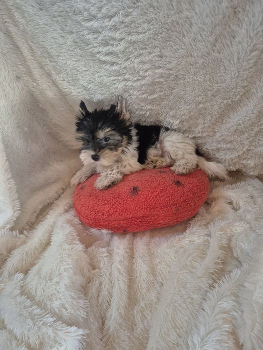 Biewer Terrier Macho Criadora Registada PT3088FL