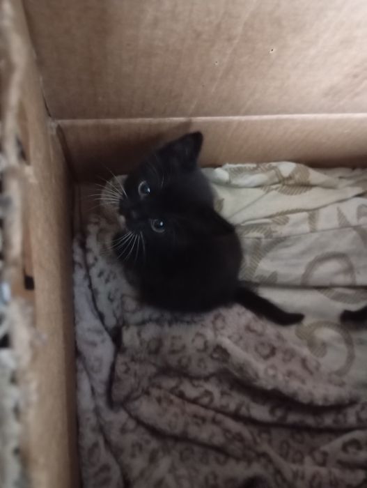 Отдам котят в хорошие руки