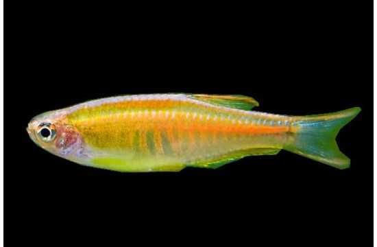 Danio myanmarski (Danio choprae) WYSYŁKA AKWAWIN