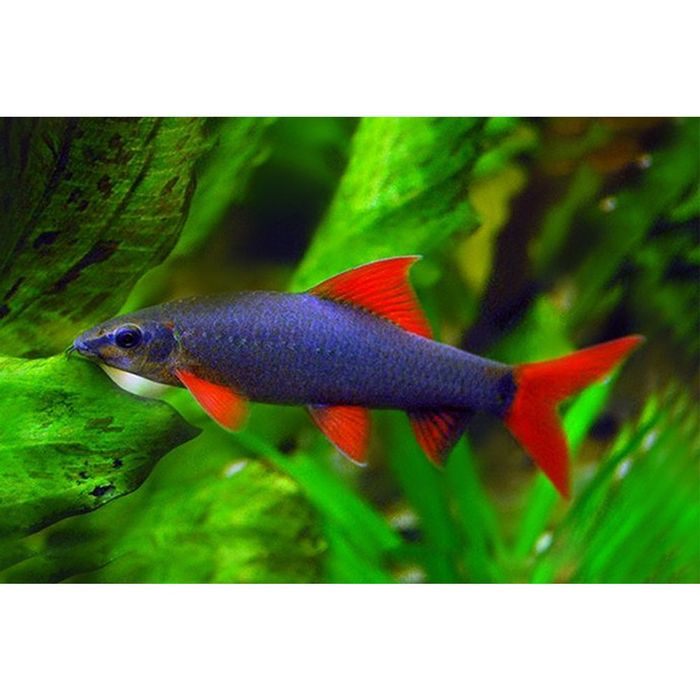 Tubarão arco-íris 10/15cm
