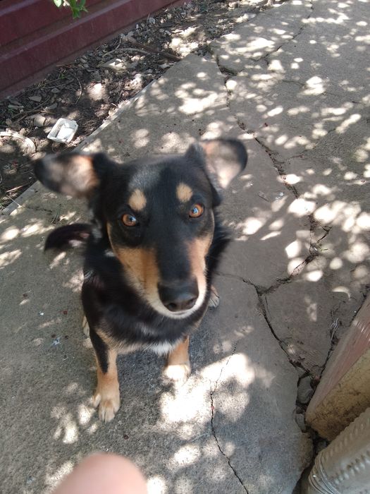 Отдам даром животные