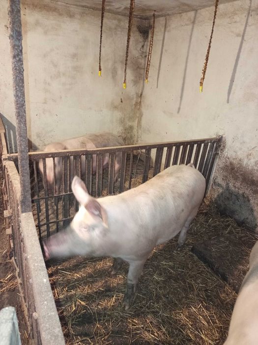 Продається домашня свиня