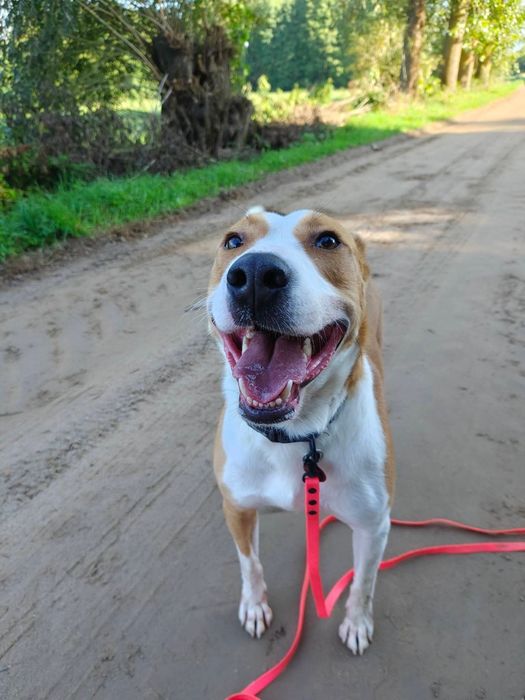 Rex 3 latek do adopcji