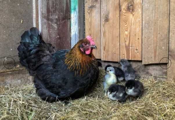 Najwyższej jakości świeże 100% jaja lęgowe Marans - Dark shell Wysyłka