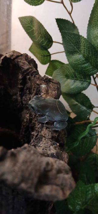 Rzekotka australijska Terrarium24 Lublin
