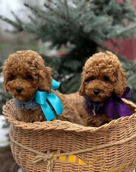 Чудові малюки той пудель хлопці