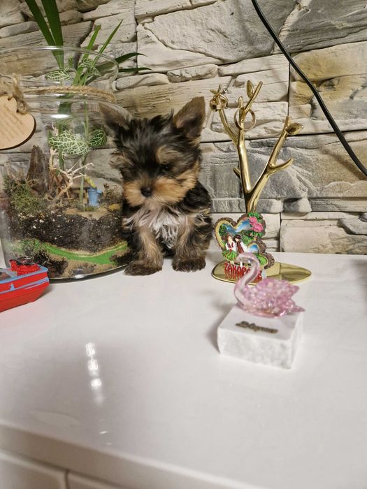 Yorkshire Terrier Piesek!!