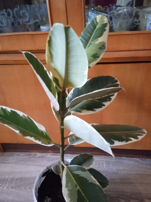 Продам фікус великий