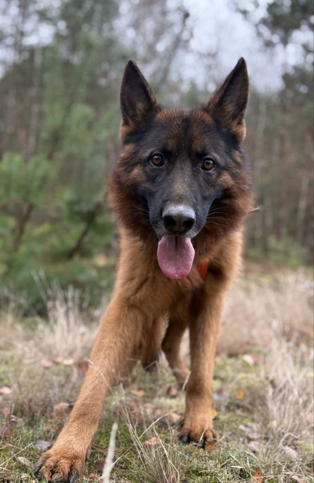 Owczarek niemiecki Krypto szuka domu ze schroniska