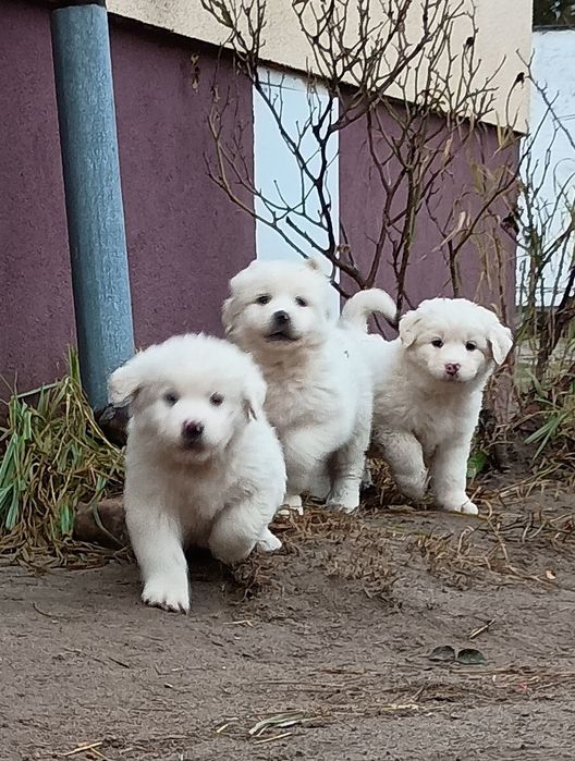 Szczeniaki owczarka podchalańskiego