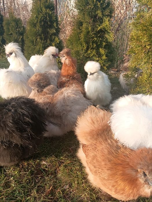 Silki kury kogut kurczk