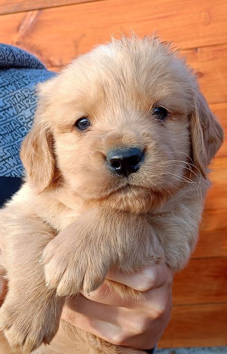 Golden Retriever po Championach