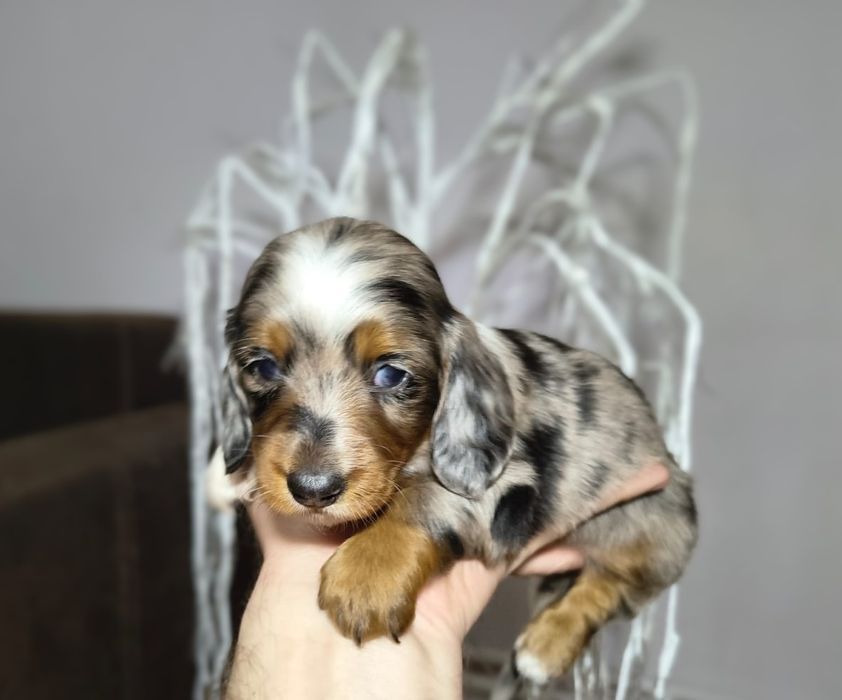 Jamniczek miniaturowy długowłosy merle