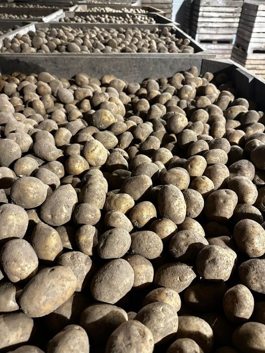 Ziemniaki wielkość sadzeniaka Soraya Bernina Melody