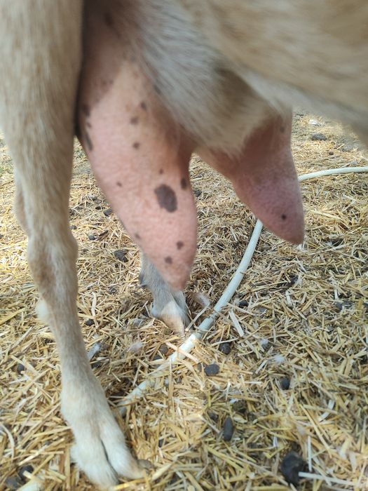 Продаю коз/козлят