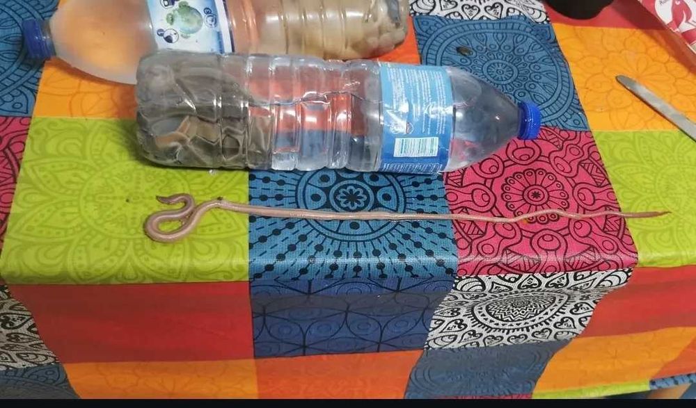 Iscos pesca - Salsicha, borracheira