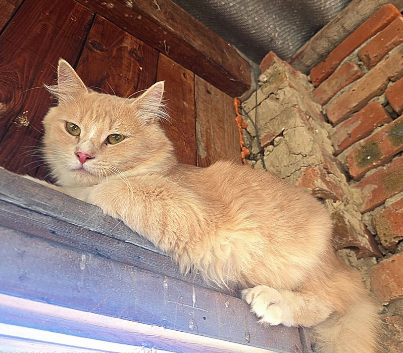 Молодий пухнастий котик