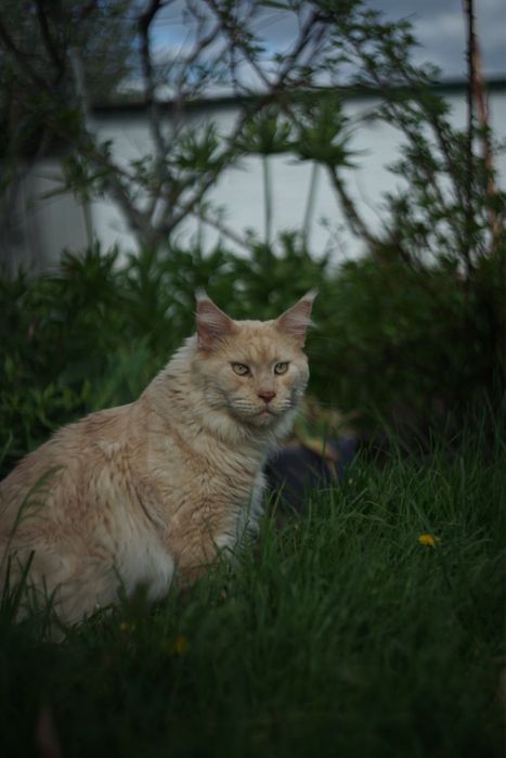 Samuang f1.4  85mm sony E