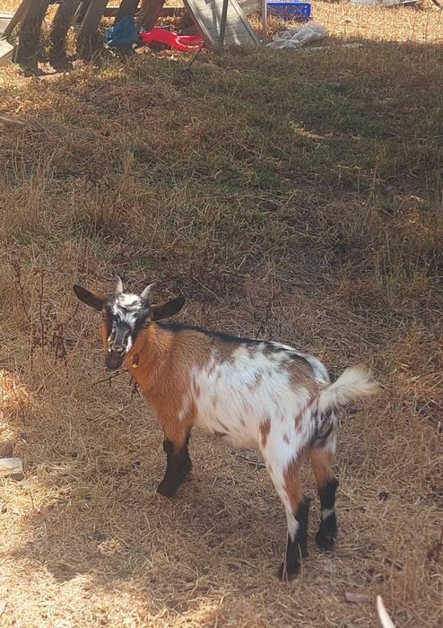 Cabras Anãs para venda