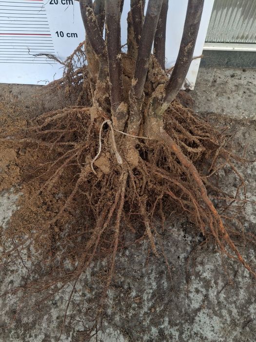 Wiśnia Sabina okulizowana na antypce