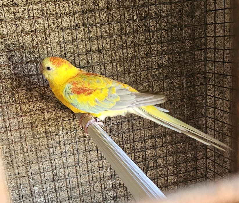 Red rumped macho