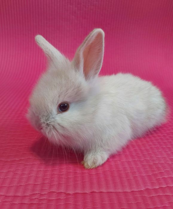 Карлікові,Декоративні кролики