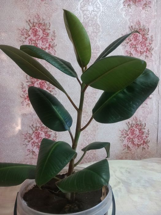 Фікус кімнатний  з темнозеленими листочками