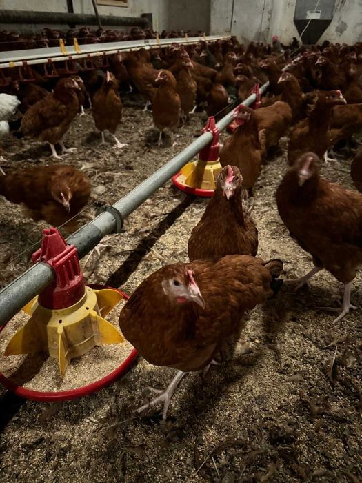 Kury rosa nioski młode kokoszki odchowane kura nioska dowóz