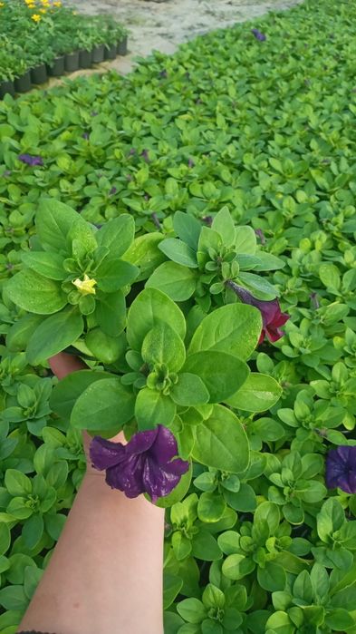 Квіти від Наталі