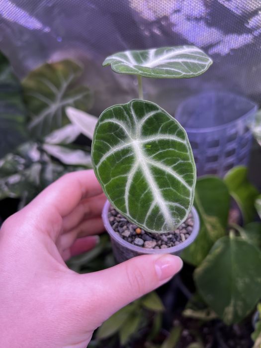 Хойя санрайз, грациліс, алоказія ніндзя, Епіфілум  ангулігер